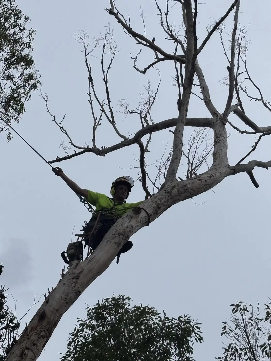 Dismantling a dead tree limb by limb