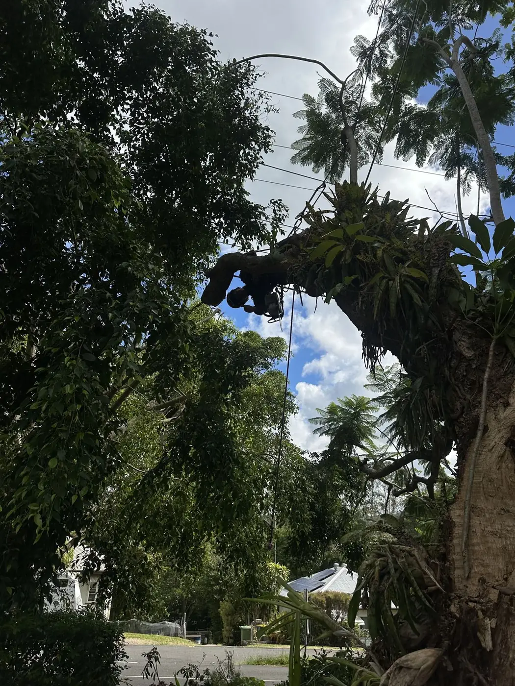 Tree Pruning Sunshine Coast