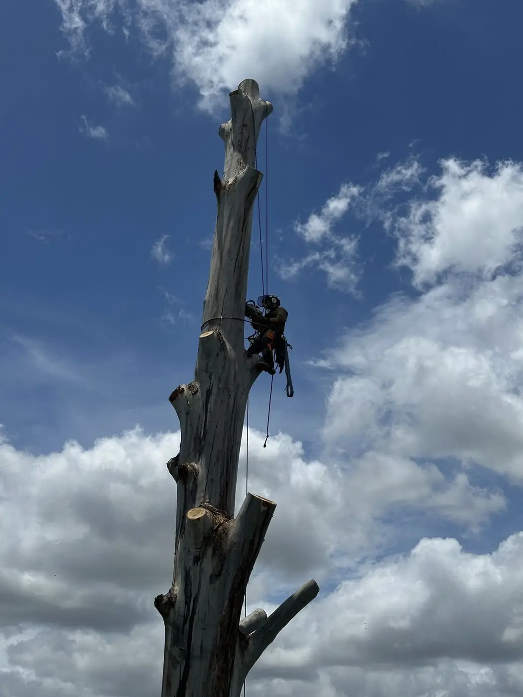 Tree Removal by Summit Tree Services on the Sunshine Coast