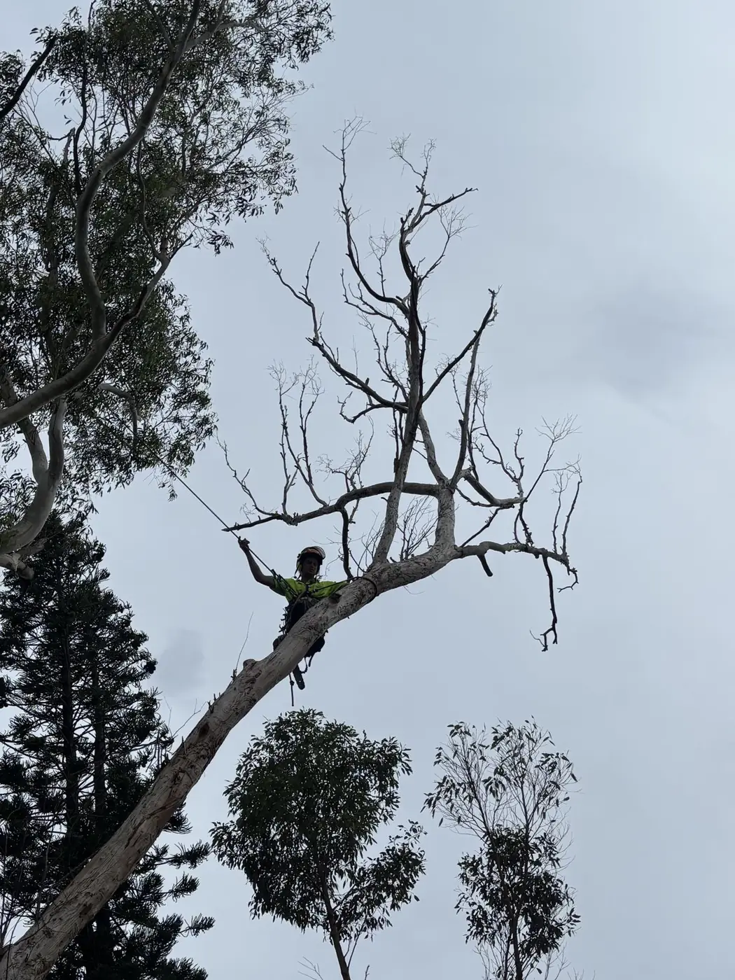 Tree Pruning by Summit Tree Services on the Sunshine Coast