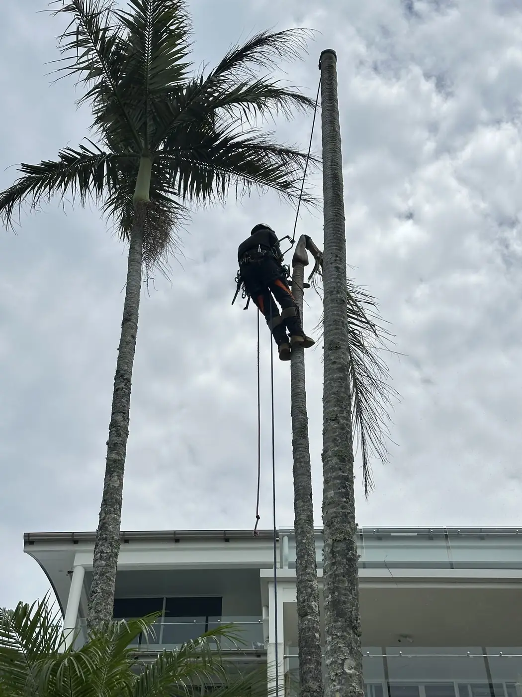 Palm Tree Removal by Summit Tree Services on the Sunshine Coast