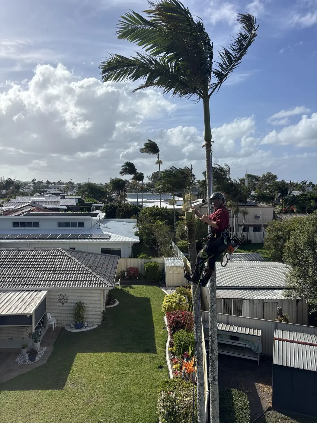 Palm Tree Removal Sunshine Coast