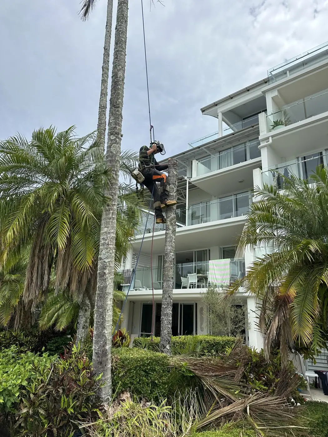 Palm section lowered beside an apartment building, Noosa